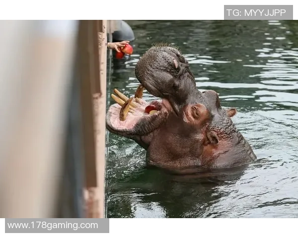 比利时与日本河马的精彩对决解析与战术分析